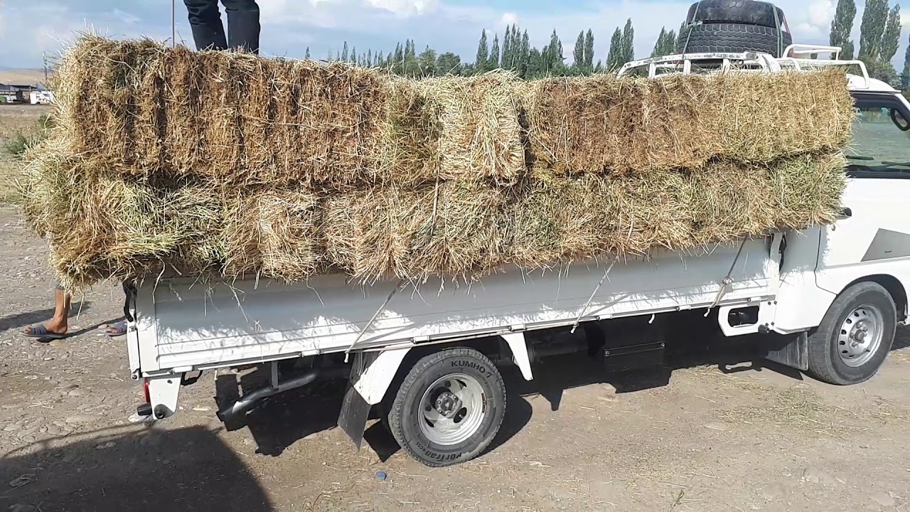 Чоп око тюмень
