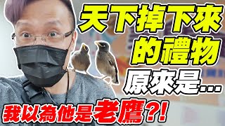 天上掉下來的禮物《我以為他是老鷹？！》原來是...【平民百姓不受控】