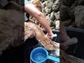 #catbath #catbathing #cutecat