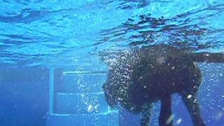 Einstein Feet Underwater