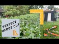 Tips from a professionalhedge trimming