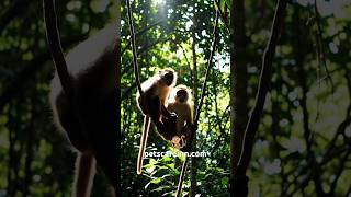 #MonkeySwinging #PlayfulMonkey #YouTubeShorts #WildlifeMoments #ViralVideo #PetsCareInn #junglelife