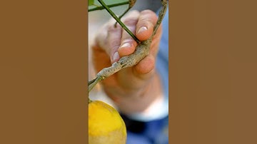 Common Citrus Tree Problems and How to Fix Them #citrus #gardeningtips #lemontree #gardentips