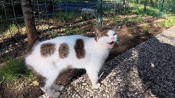 6 Years Later, Geveze Still Comes Running When She Sees Me!