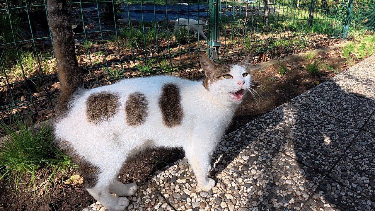 Шесть лет спустя Гевезе все еще прибегает, когда видит меня!
