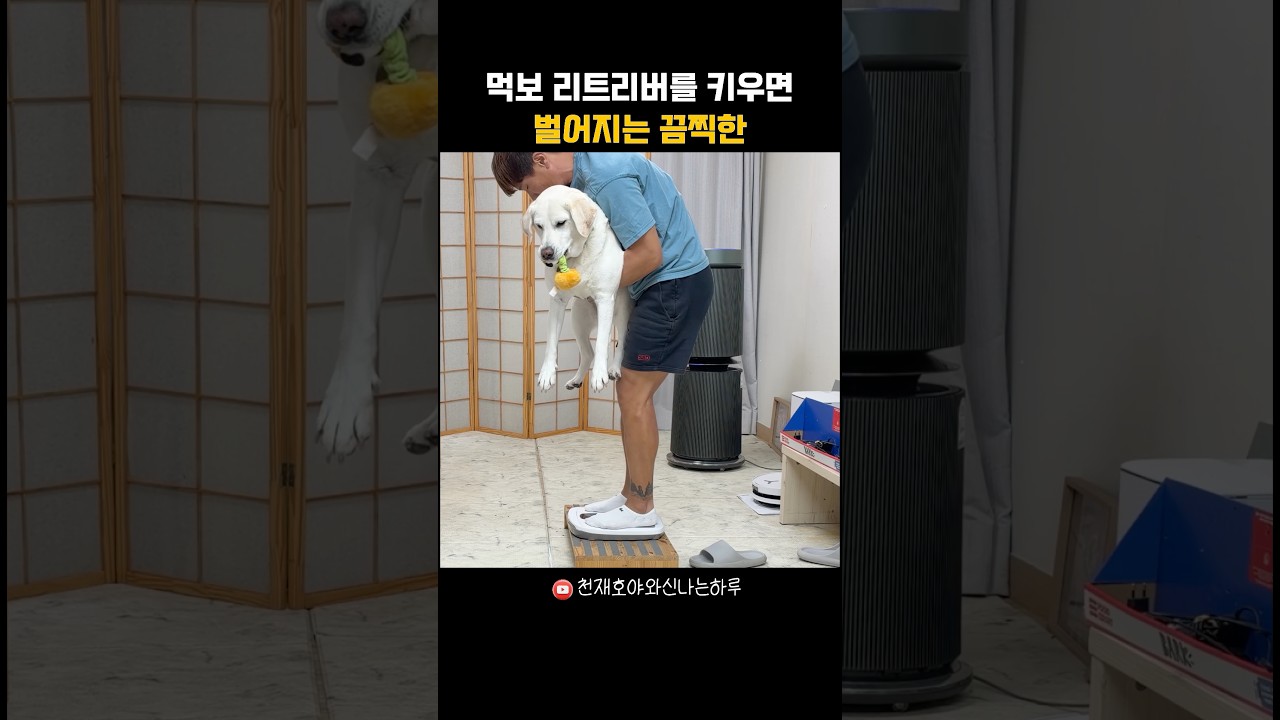 먹보 리트리버 때문에 벌어진 끔찍한 사고ㅋㅋ