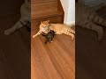 暴れん坊子猫