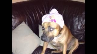 Tribute To Ty Our Handsome Staffie