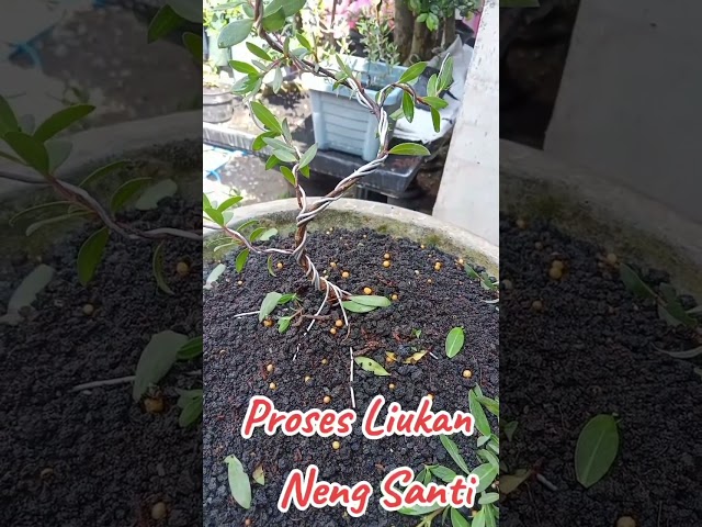 Proses Liukan Neng Santi#bonsai#bonsaitree#bonsaisantigi#bonsaiindonesia#bonsaiart#bonsaisancang class=