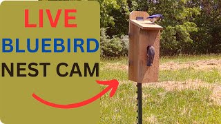 blue bird nest box camera