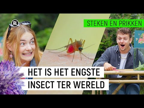 STEEKMUG ZUIGT ZICH VOL BLOED!  | Steken en Prikken S2 #7 | NPO Zapp