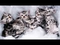 Cutest Kittens EVER! Cutest American Shorthair Kittens! の動画、YouTube動画。