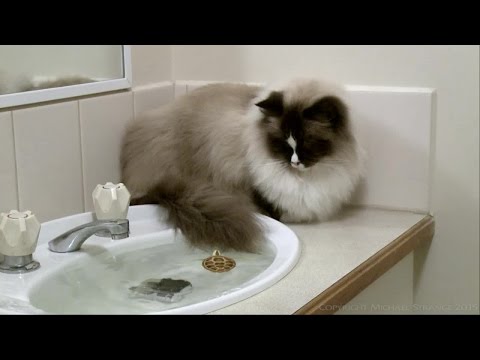 ragdoll-cat-vs.-zuru-robo-turtle-toy---poathtv-funny-cat-videos---poathcats