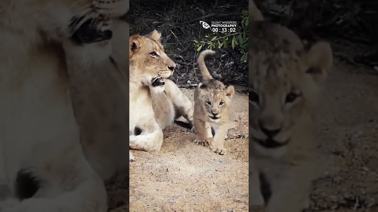 Adorable! Little Lion Cub Roars (Funny and Cute Baby Animals Videos)
