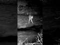 Coyote Next to a Stream at Night