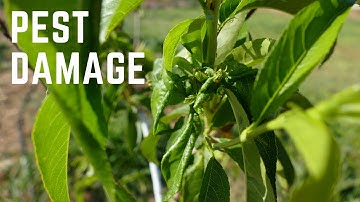 How to Keep Ants Off Your Fruit Trees