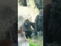 Jabali 很想玩水#gorilla