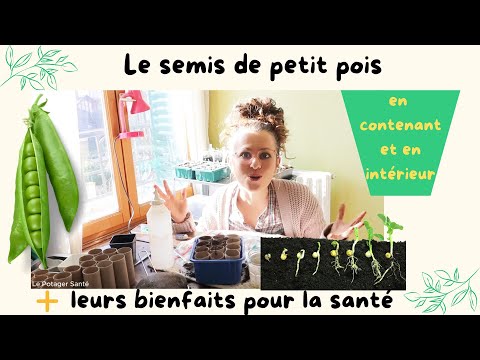 Vidéo : Le semis de petits pois pour des récoltes précoces