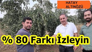 Hatay - Susuz Zeytin Bahçesi Gübreleme - Zeytin Ağacı Için Gübre - Zeytin Gübresi