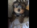 Dog Yorkshire Terrier