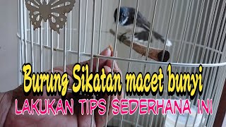 Tips sederhana mengatasi Sikatan macet bunyi || Edisi menjawab pertanyaan kolom komentar.