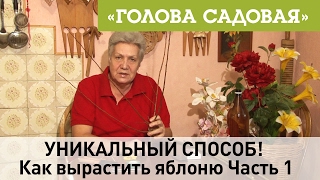 Голова садовая - УНИКАЛЬНЫЙ СПОСОБ - Как вырастить яблоню Часть 1 Голова садовая - УНИКАЛЬНЫЙ СПОСОБ - Как вырастить яблоню Часть 1