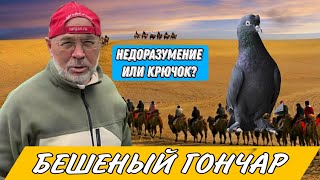 видео: БЕШЕНЫЙ ГОНЧАР, ЧЕЛОВЕК ГРАМОТНО ПРОДАЁТ ГОЛУБЕЙ. АЛИК БУГАЙ ПОПАЛСЯ НА СХЕМУ ТОРГОША.ИГРОВЫЕ ГОЛУБИ картинка: БЕШЕНЫЙ ГОНЧАР, ЧЕЛОВЕК ГРАМОТНО ПРОДАЁТ ГОЛУБЕЙ. АЛИК БУГАЙ ПОПАЛСЯ НА СХЕМУ ТОРГОША.ИГРОВЫЕ ГОЛУБИ