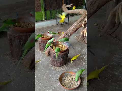 Birds Birdsvideo Parite Animals