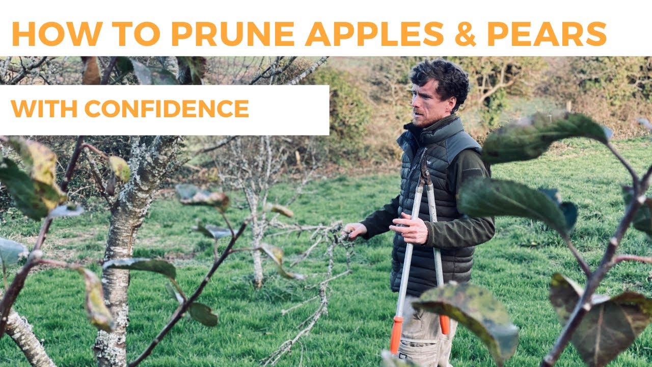 How To Prune Apple  Pear Trees With Confidence
