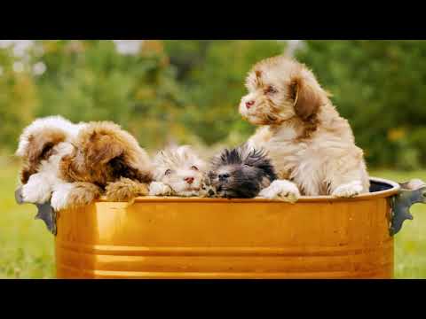 Green Groom Black Dog Shampoo, 1 Gallon