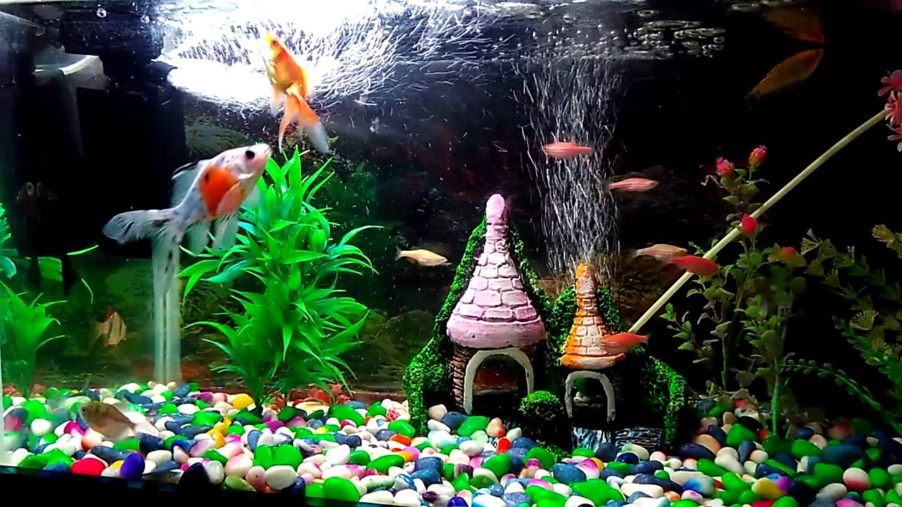 Low cost aquarium setup YouTube