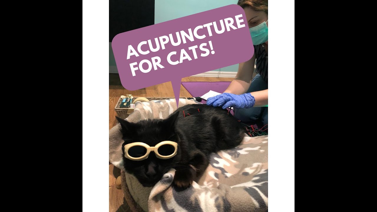 Acupuncture for Cats YouTube