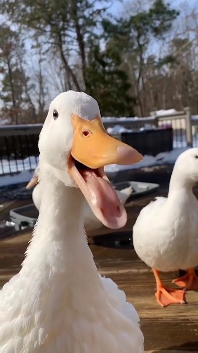 Cute#duck#sound#birdsounds