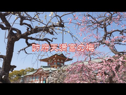 山口県の風景『防府天満宮の梅』防府市