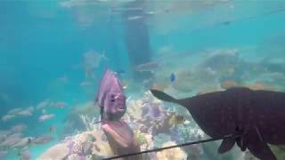 Soaring Eagle Rays | SeaWorld Orlando