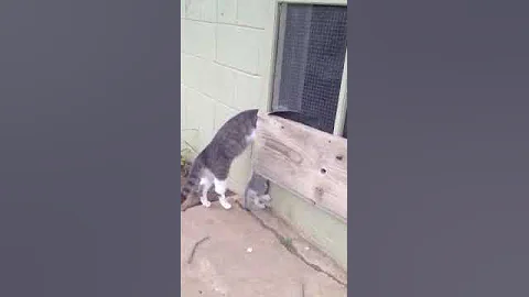 Kitty cat trials