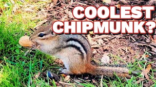 The Coolest Chipmunks Ever!  |  Do Chipmunks Love Peanuts? | Where Do Chipmunks Live?