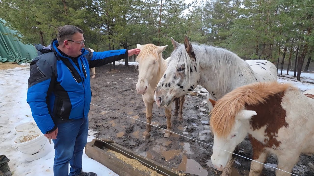 Konji od milion eura na ranču Crna Stina 