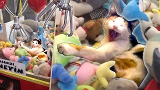 Animals In Predicaments Funny Animal Fails March 2018 FailArmy