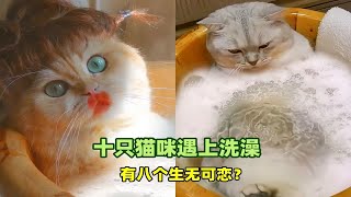 宠物解说猫咪遇上洗澡铲屎官办法多着呢