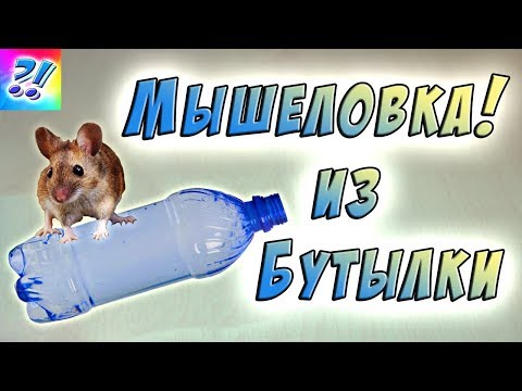 Мышеловка из пластиковой бутылки. Mousetrap from a plastic bottle.
