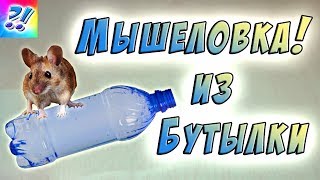 Мышеловка из пластиковой бутылки. Mousetrap from a plastic bottle.