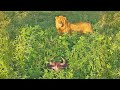 Lion Walks into a Sleeping Wildebeest…