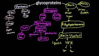 glycoproteins
