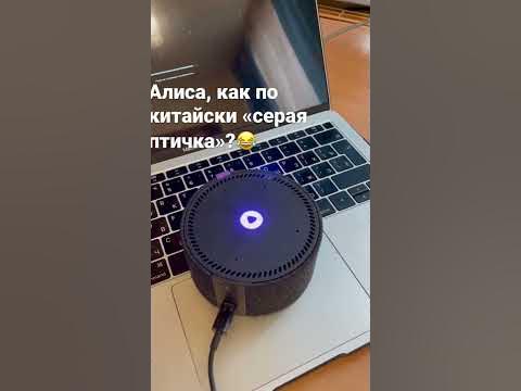 Алиса, как по-китайски «серая птичка»? #алиса #alisa - YouTube