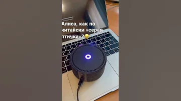 Алиса, как по-китайски «серая птичка»? #алиса #alisa