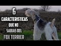 Top 6 Caracteristicas que No Conocias del Fox Terrier