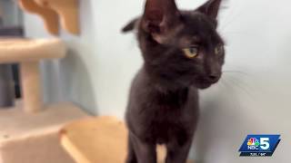 Pet Connection: July 30, 2026