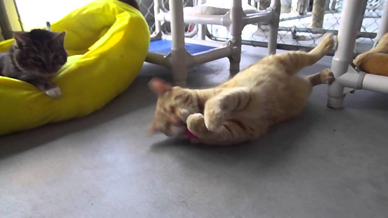 cat playing ringtone Morris and the toys