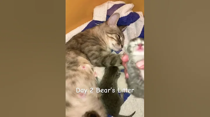 Video 11449131: lynx point siamese, kittens litter, cat kitten, grey cat, cat old